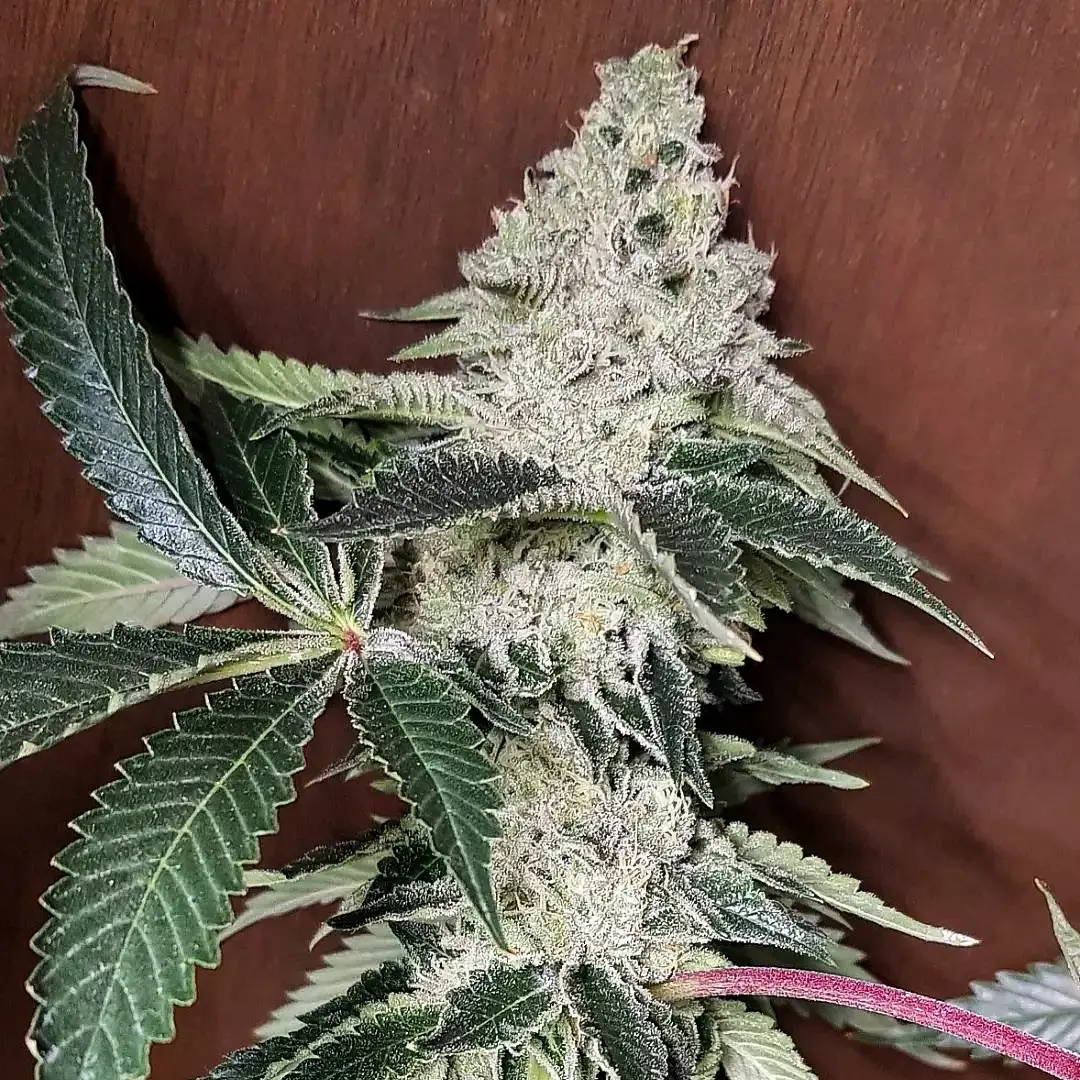 Texas Tropicz - Image 3