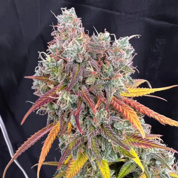 Tropical Crush - Image 2
