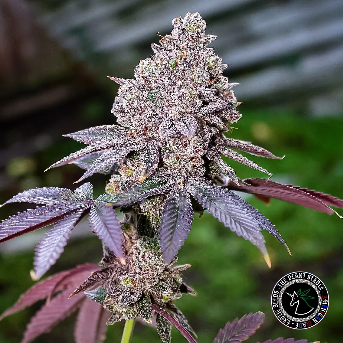 Tropical Trufflez - Image 2