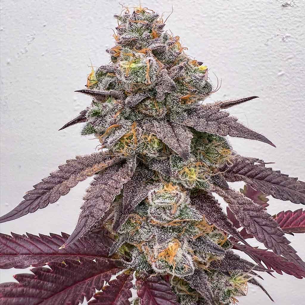 Silverback Daq - Image 2