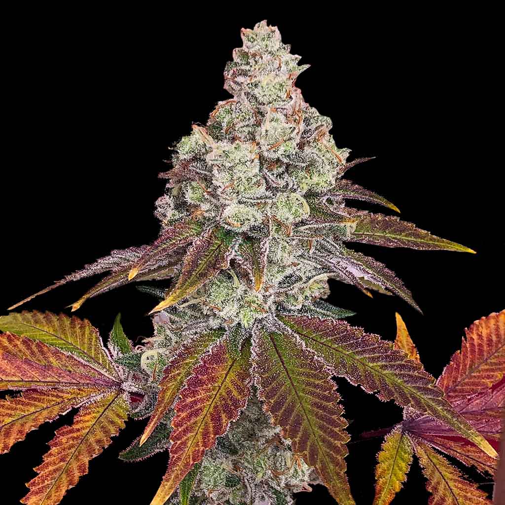 Texas Tropicz - Image 2