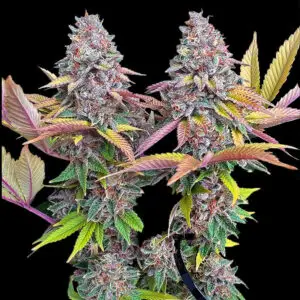 Sour Hawaiian Candy