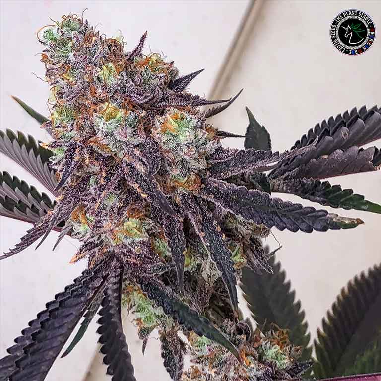 Sour Tropical Pancakez - Image 2