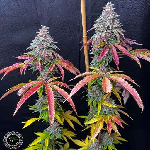 Tropical Dank - Image 2