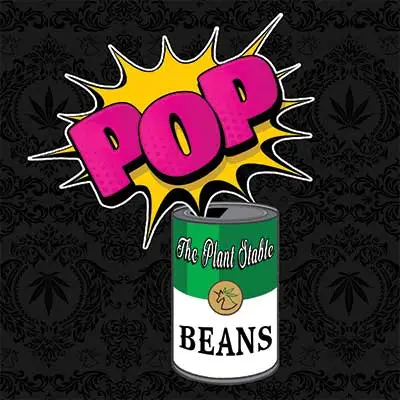 Pop Beans Hoodie *Limited Edition* - Image 3
