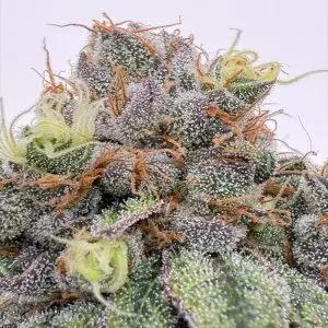 Caribbean Vampire BX