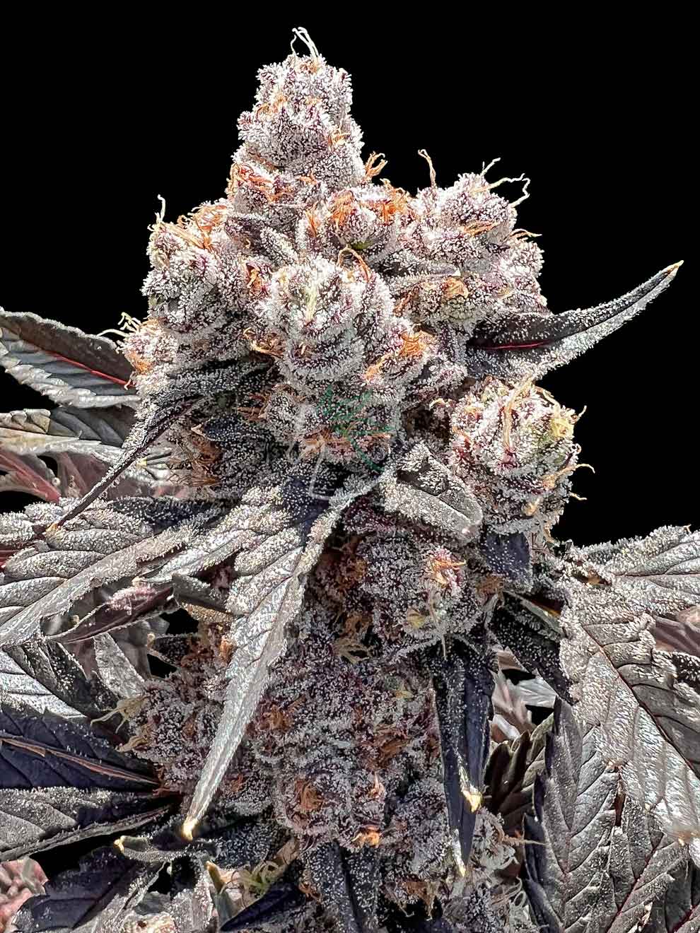 Artificial Dank - Image 2