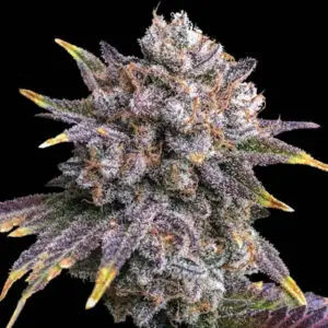Big Burple (FEMS)