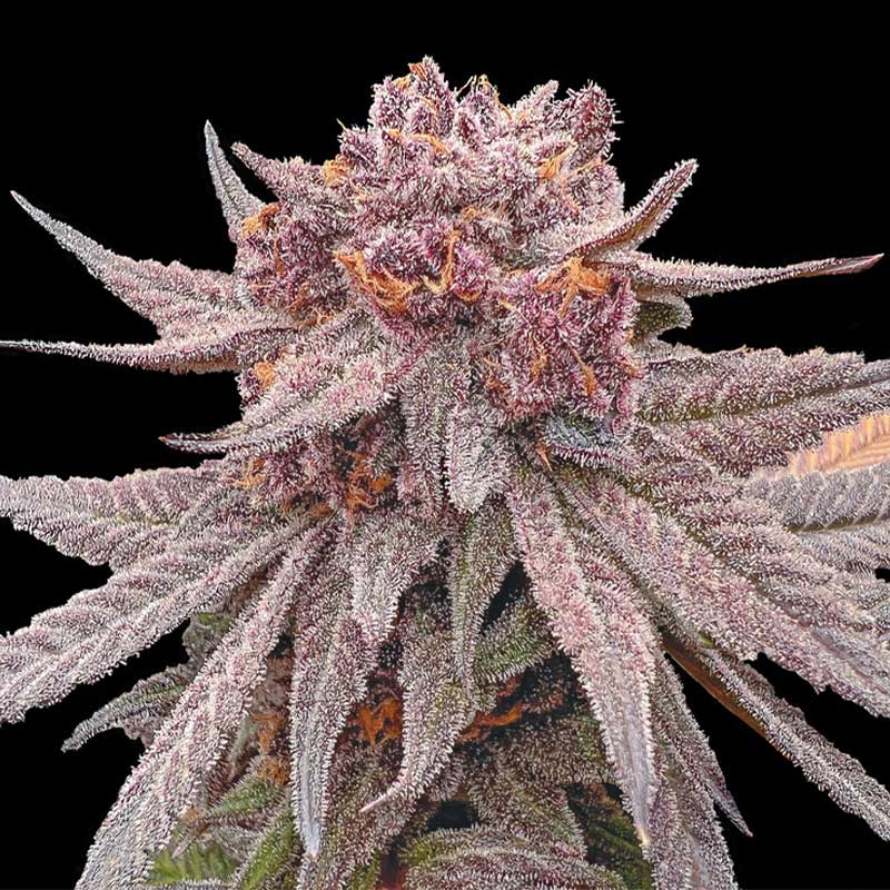 Purple Playground F2