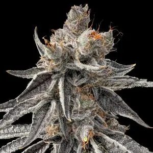 Peach Purps