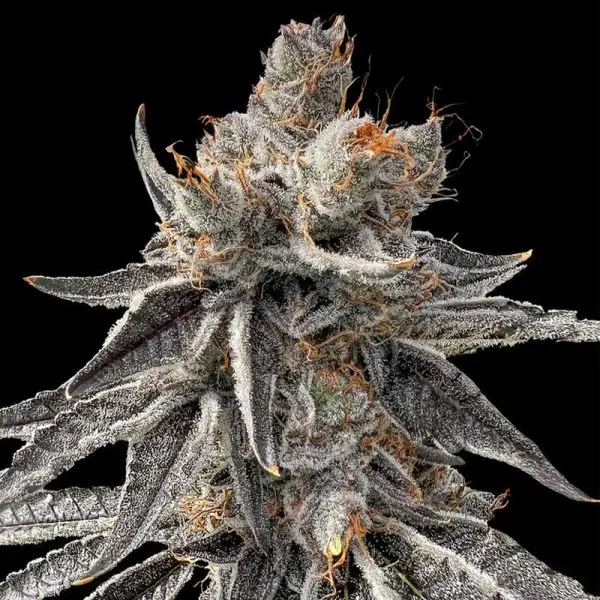 Peach Purps