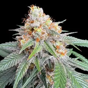 Texas Kush