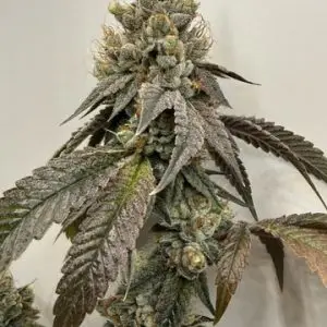 Kush Killers