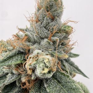 Rose City OG