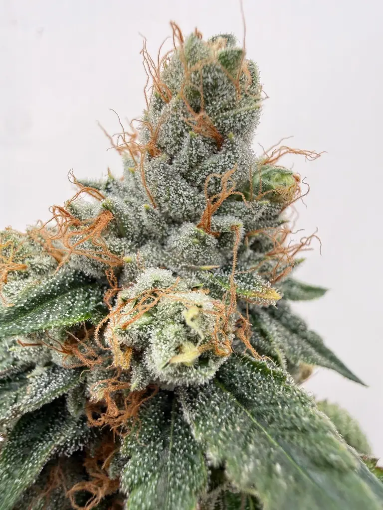 Rose City OG